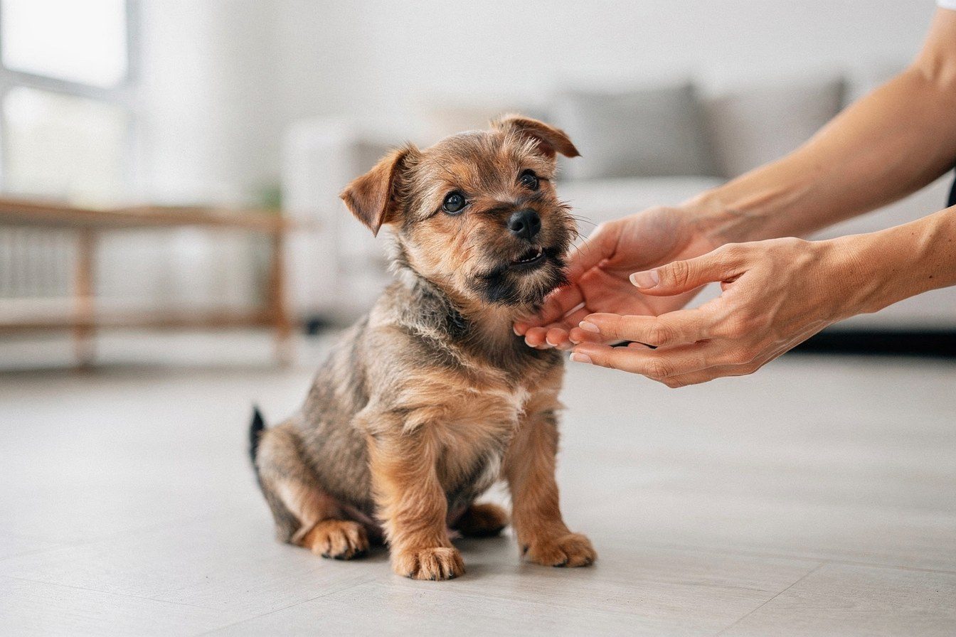 Playful Terrier Puppy Cut
