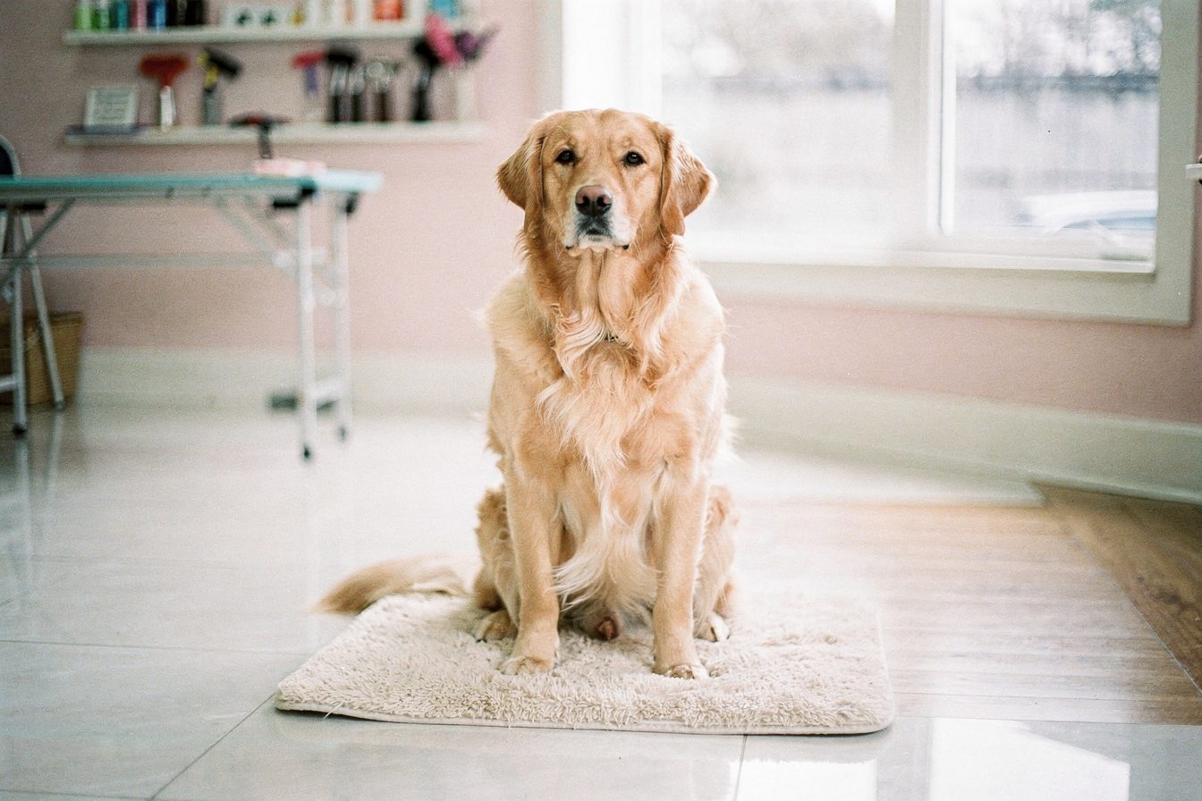 Above-the-bar Grooming for Beloved Companions