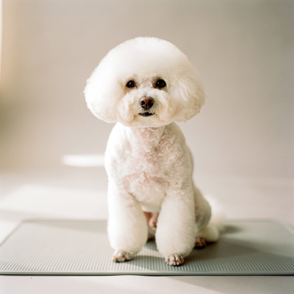 Dog Grooming